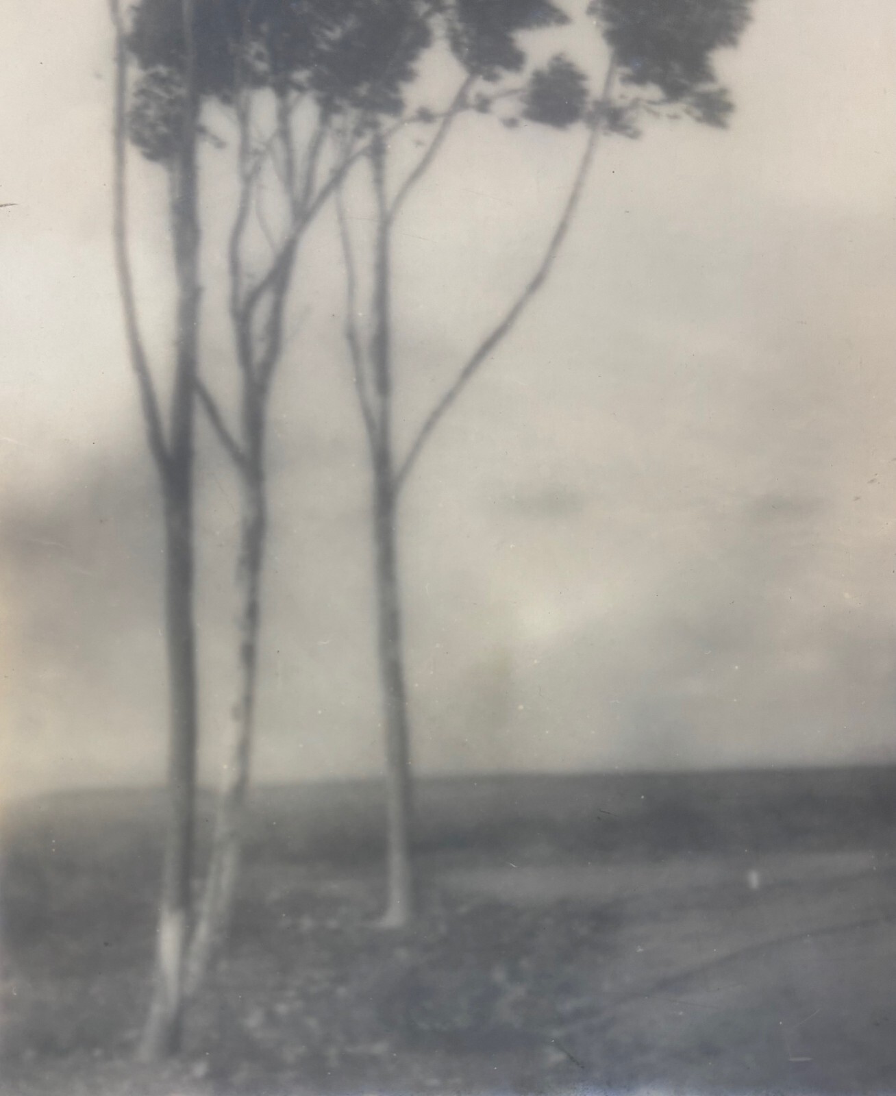 Original 1920 LEOPOLD HUGO ‘Stand of Trees’ CALIFORNIA Pictorialism PHOTOGRAPH