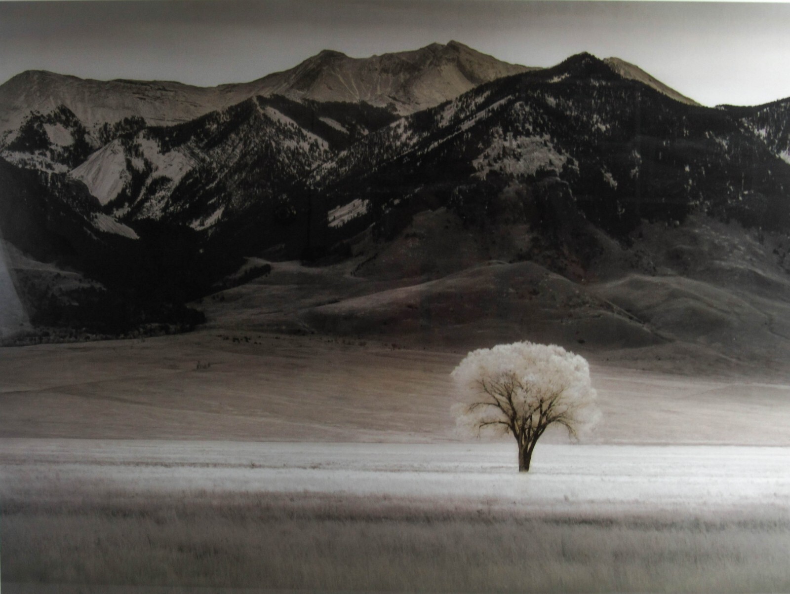 Framed Photograph Print With Glass “LONE TREE IV” by Dennis Frates 36×28”