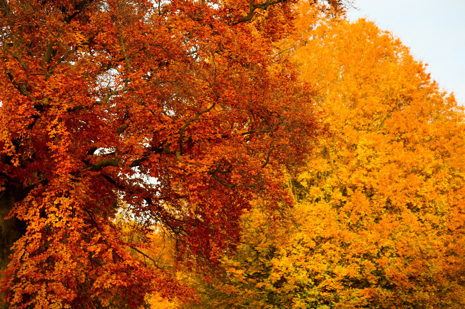 Colorful Leaves in Hyde Park, London, England 18″ x 12″ Matte Print