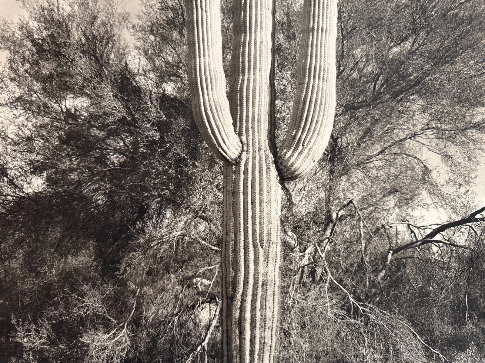 Dick Arentz, Saguaro Cactus and Palo Verde, 1984, Palladium / Platinum Print