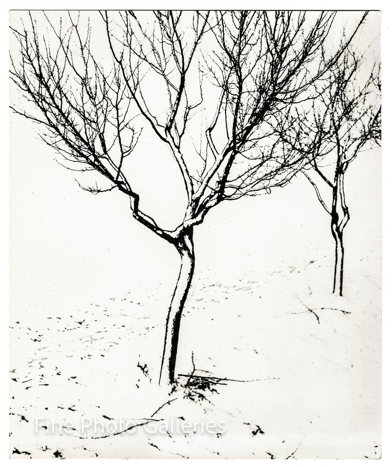 1953 Original JOSEF PROSEK Surreal Winter Trees Czech Large Silver Gelatin Photo