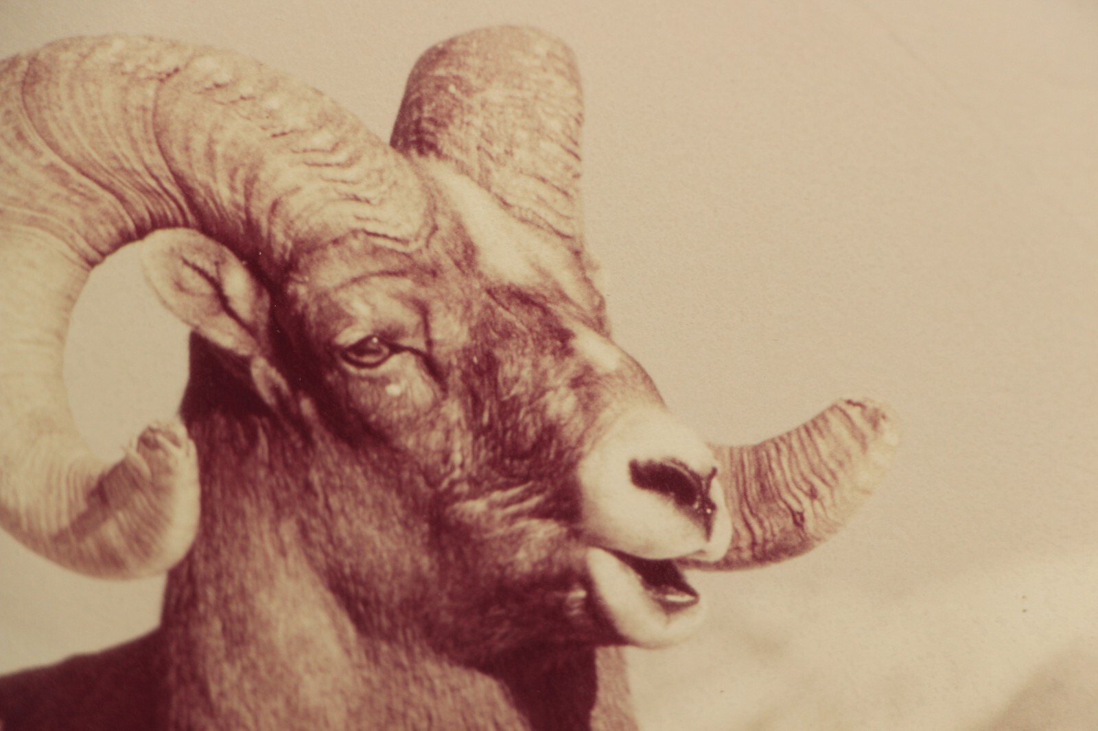 Bighorn Sheep Photograph Framed Wildlife Nature Picture 16″X20″ W. Perry Conway