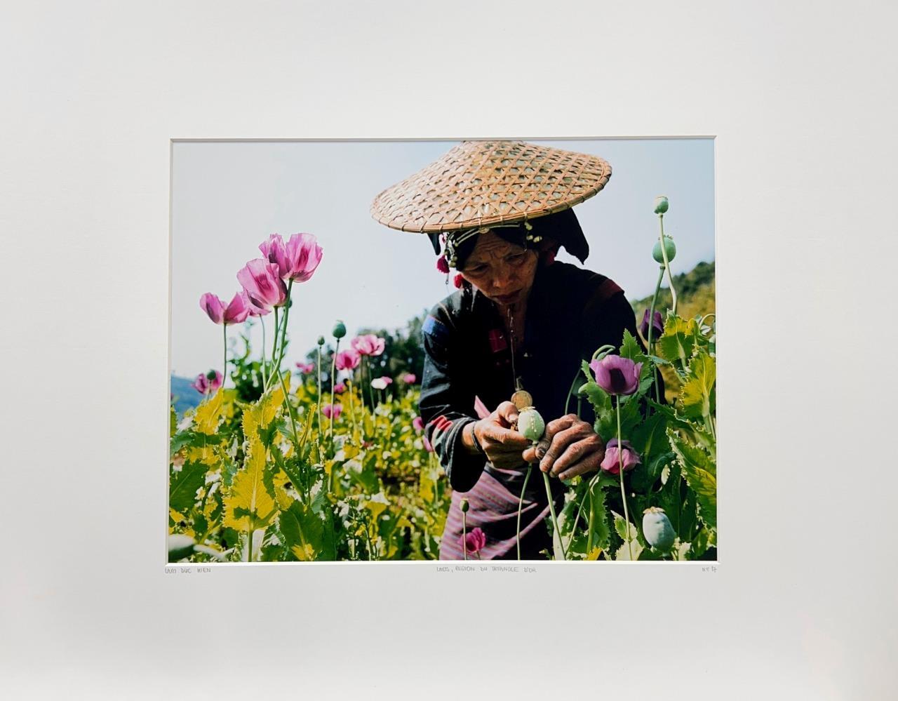 Lam Duc Hien Laos Région du triangle Flowers Asia Nature YellowKorner Photograph