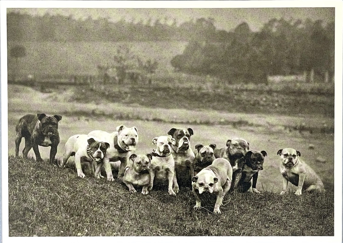 Bulldogs – An All English Eleven c. 1885 Fotofolio Art Photo Print Card 4.25”x6”