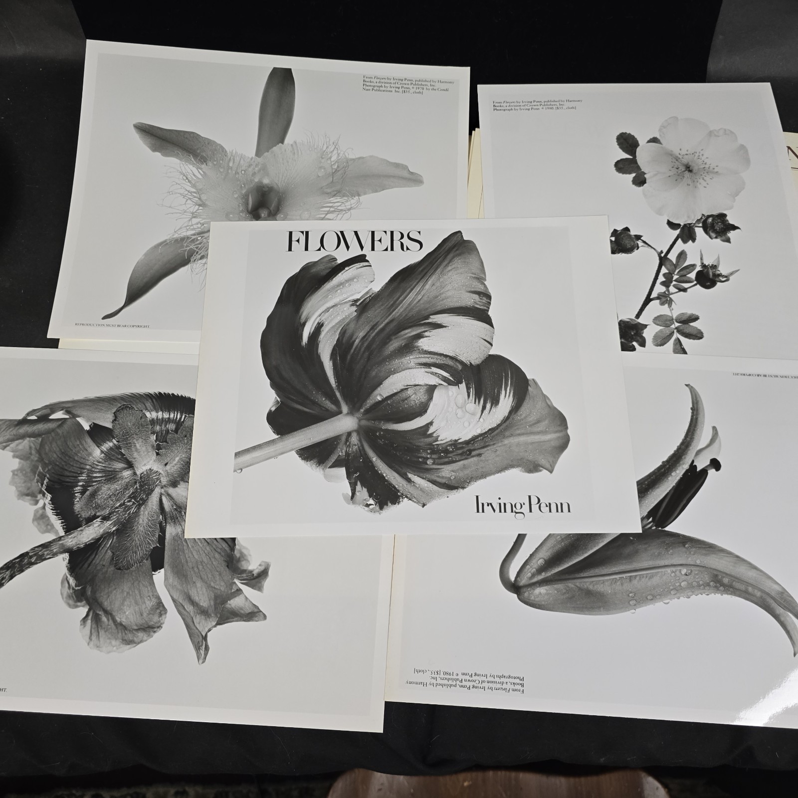 Irving Penn Flowers Press Release With Photos
