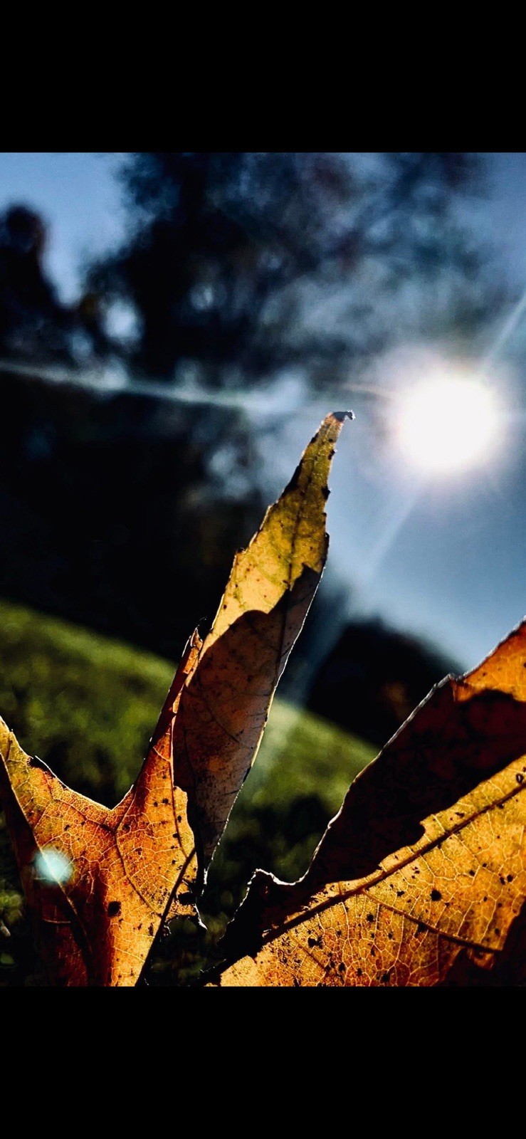 Nature Leaves in Sunlight Color Portrait Photograph Print Nature Theme Scene