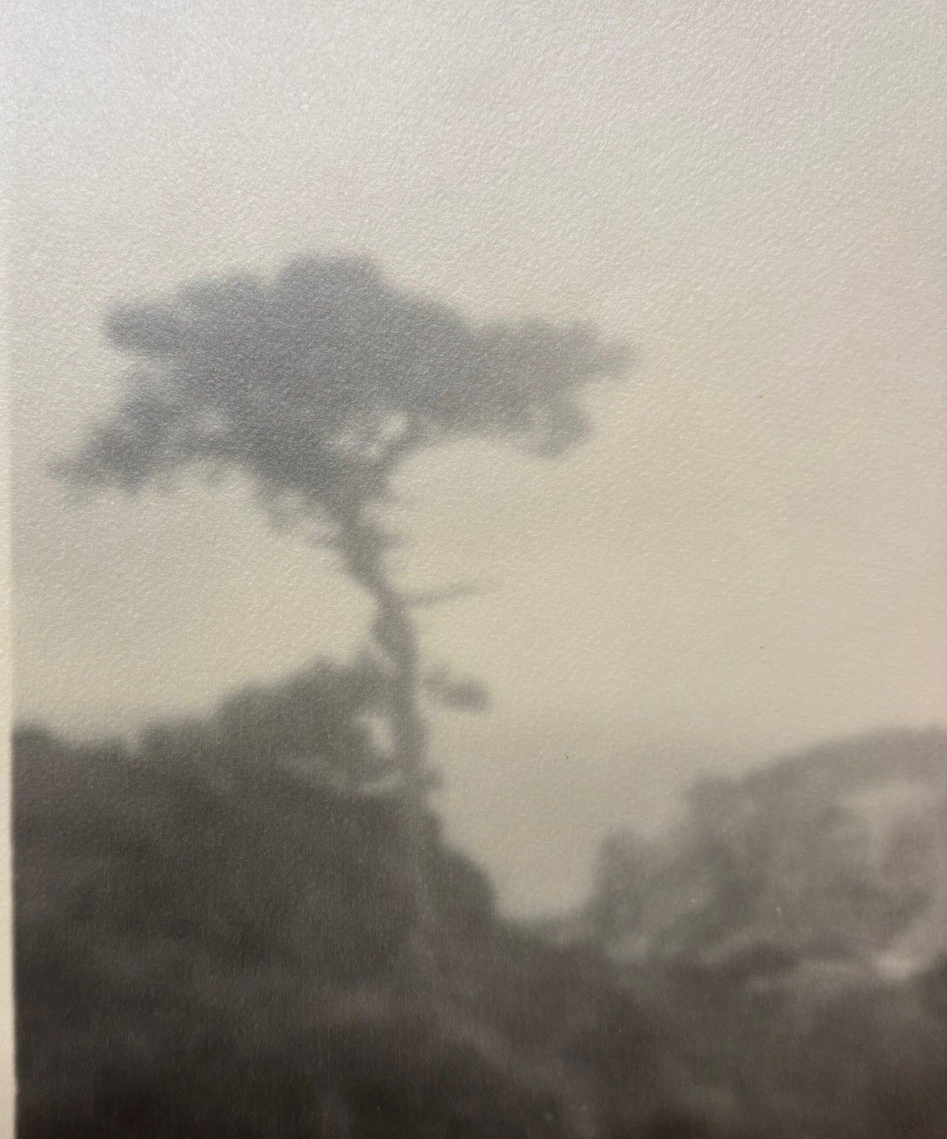 Original LEOPOLD HUGO Solitary Torrey Pine OCEAN CALIFORNIA Pictorialism PHOTO