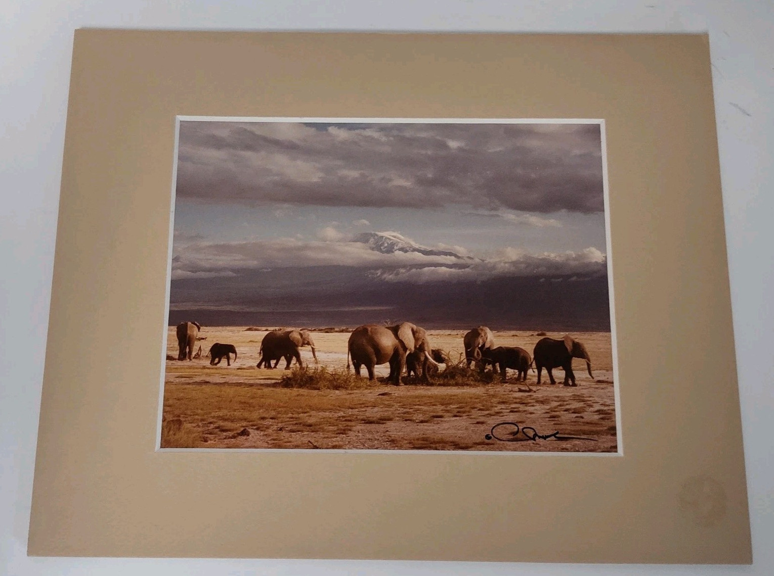 Monkey Camels and Elephants Pictures Framed and Signed by Artist