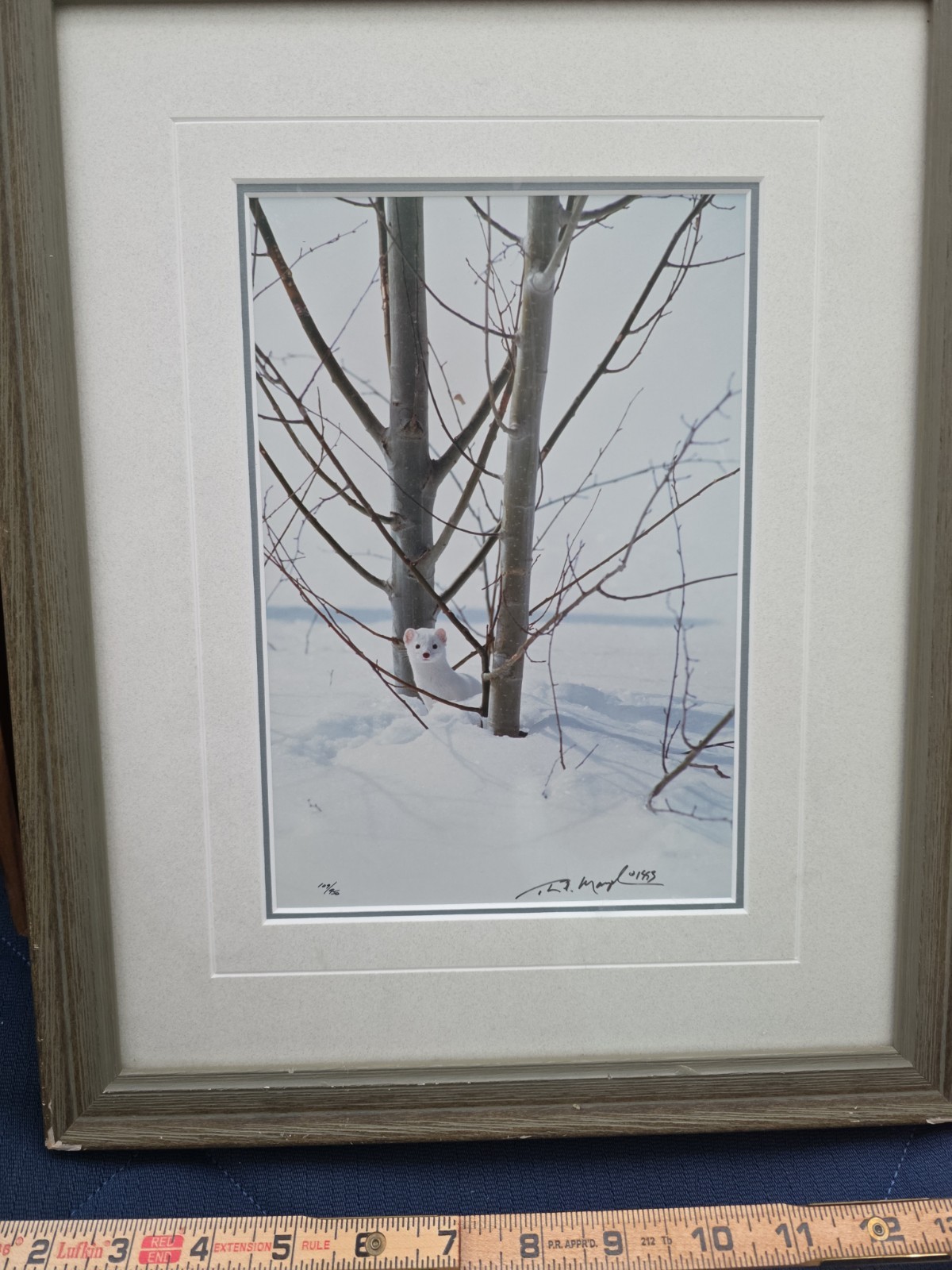 Thomas Mangelsen – Ermine in Trees (Signed 1999) 10×14 Framed