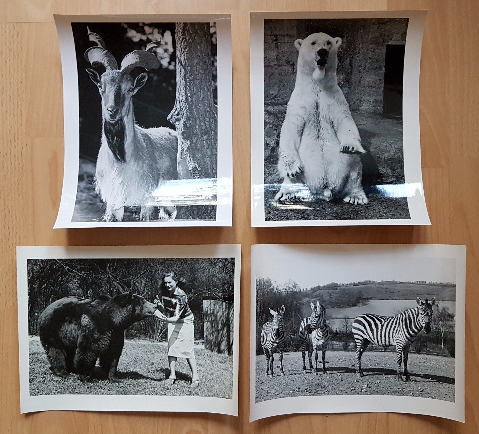 22 x animal photographs zoo Dresden around 1960/70 environment Dr. Ullrich (f16741