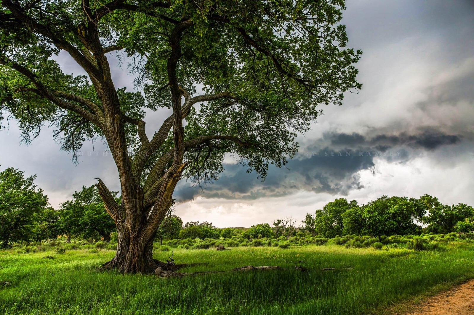Nature Photography Print – Large Cottonwood Tree and Storm in Texas