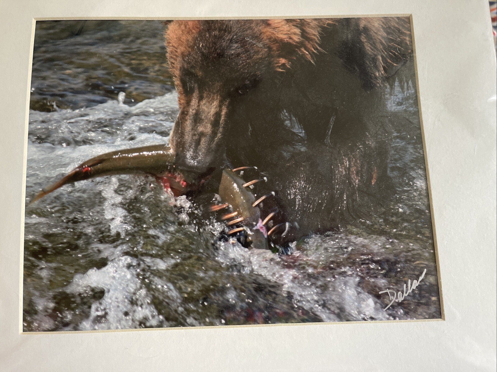 GRIZZLY BEAR FISHING GLOSSY PICTURE PHOTO hunting Eating salmon spawn 11×14