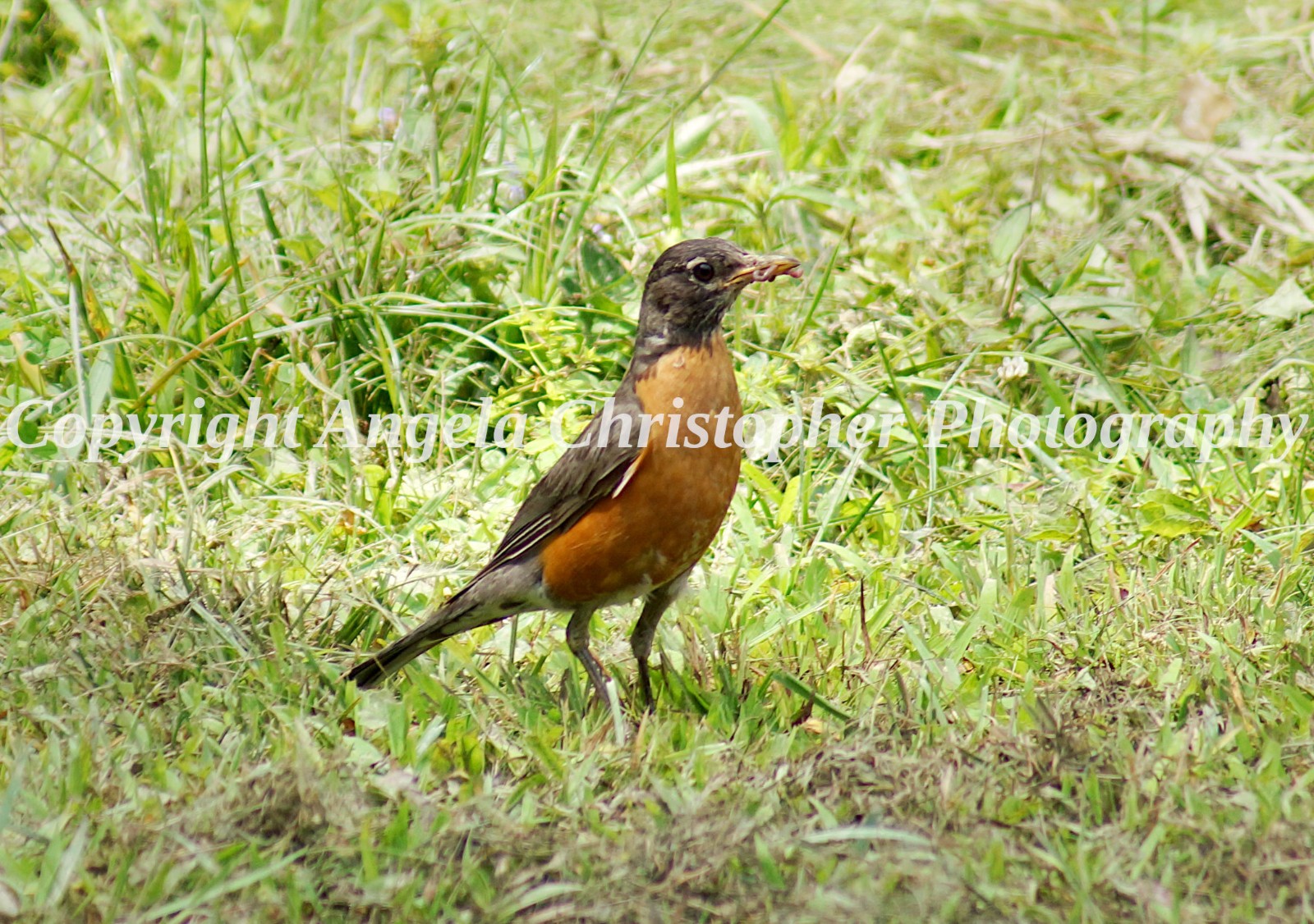 Original ACEO photo fine art print 2.5 x 3.5 in ROBIN WITH WORM bird orange gray