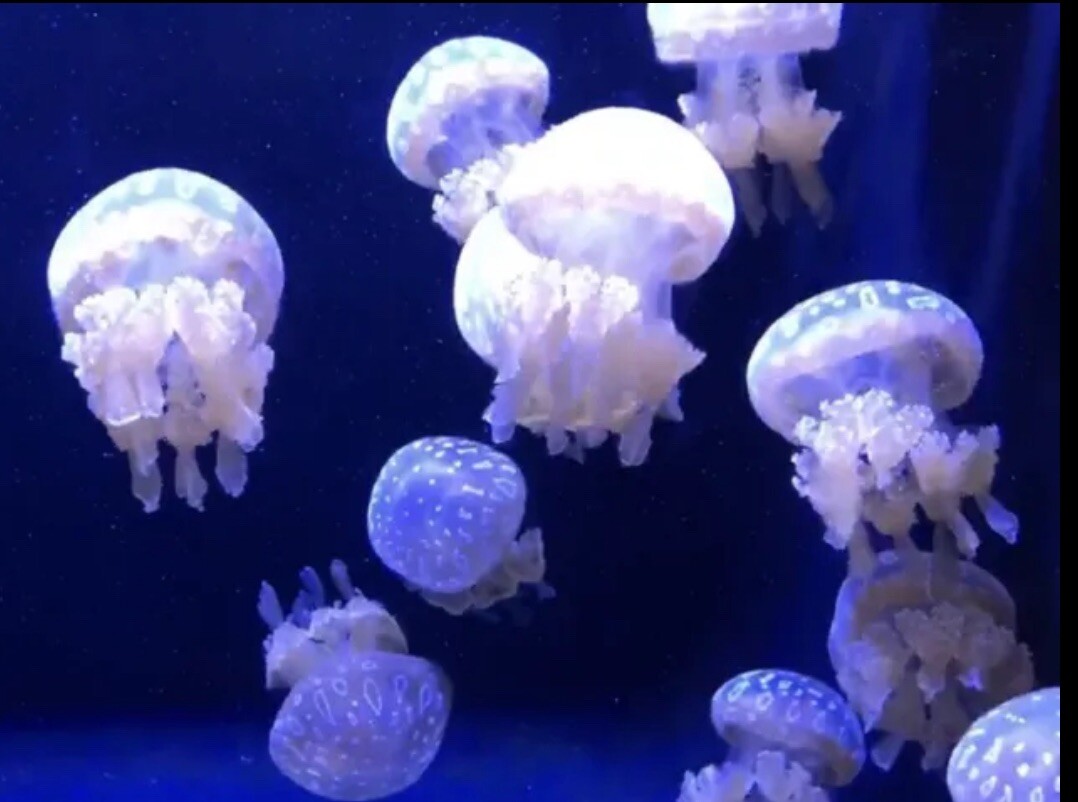 Original photo ART canvased print at size 8”-10” Signed Jellyfish Cobalt