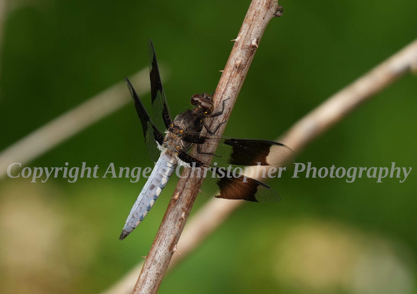 Original ACEO photo fine art print 2.5 x 3.5 inches COMMON WHITETAIL DRAGONFLY