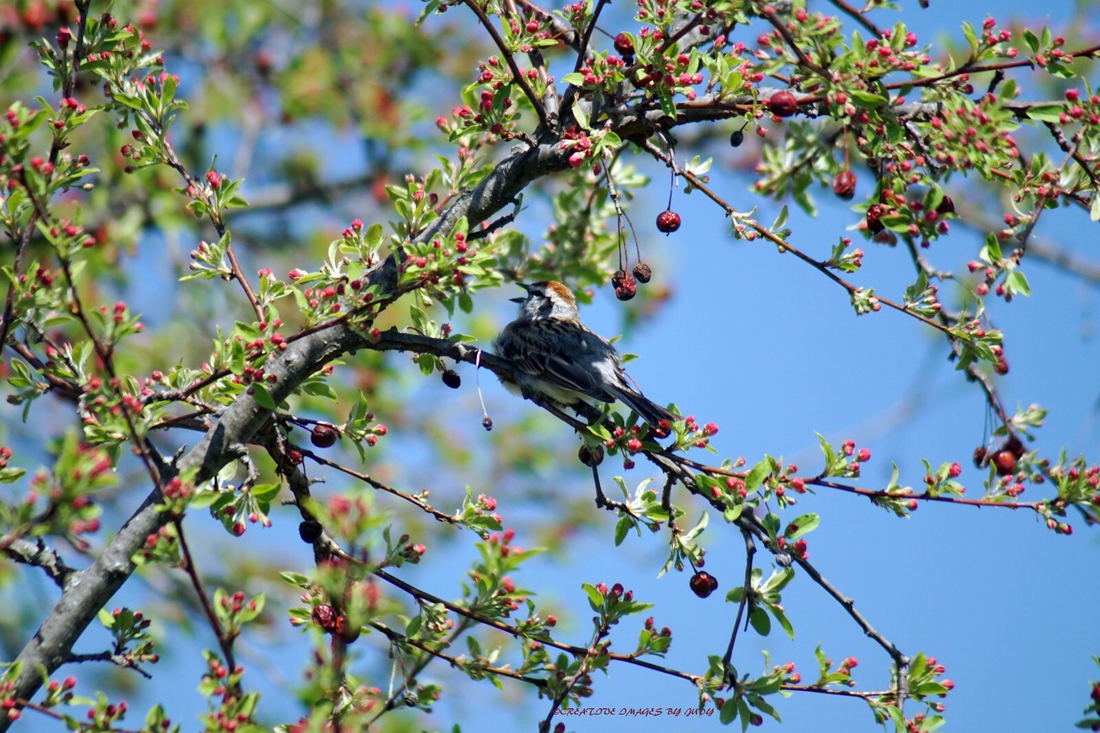 “Name That Tune! Chipping Sparrow Wall Art