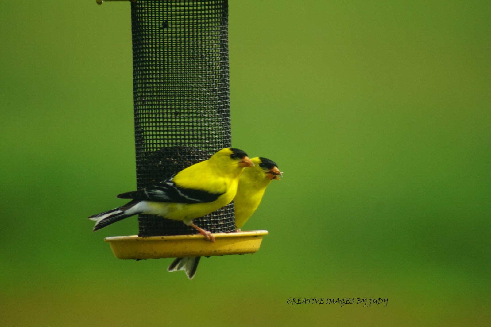 “Twins or What” Goldenfinch