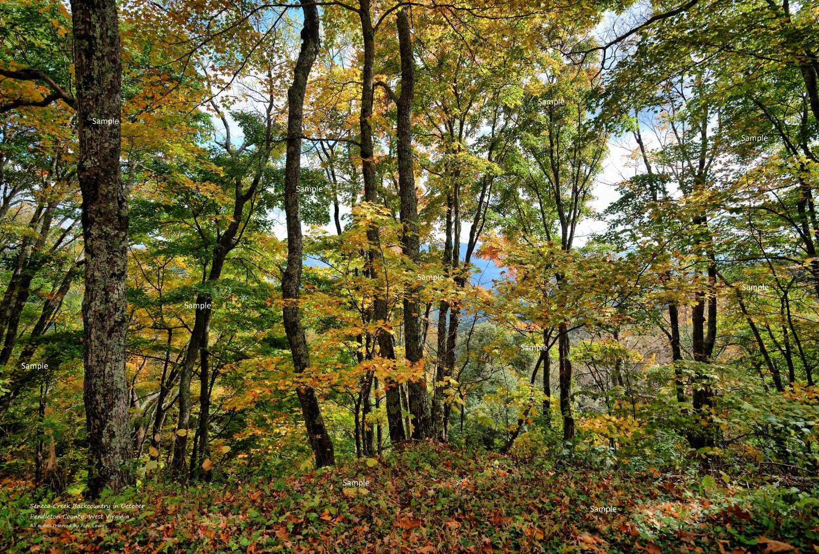 Seneca Creek Backcountry West Virginia #1 Fall Color Photo Poster Print WV08