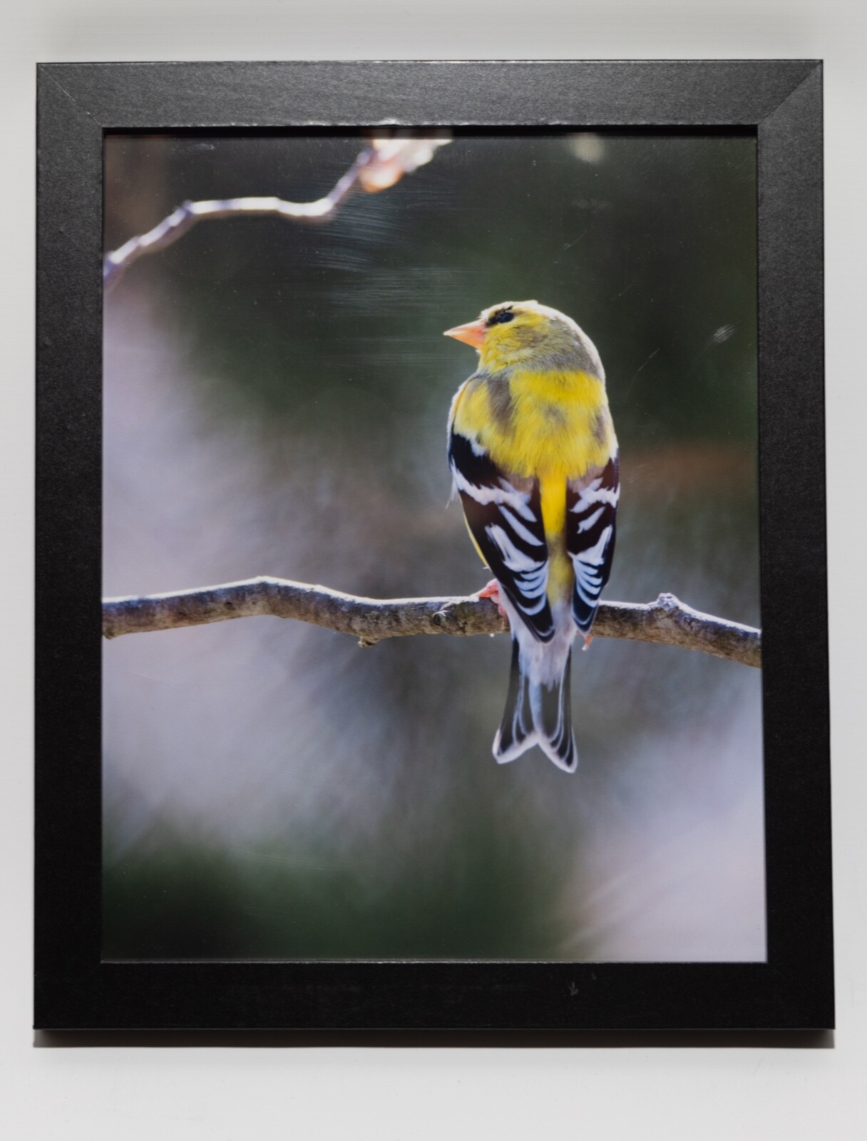 *One of a Kind* 8×10 Photograph of Yellow Finch with Black Frame