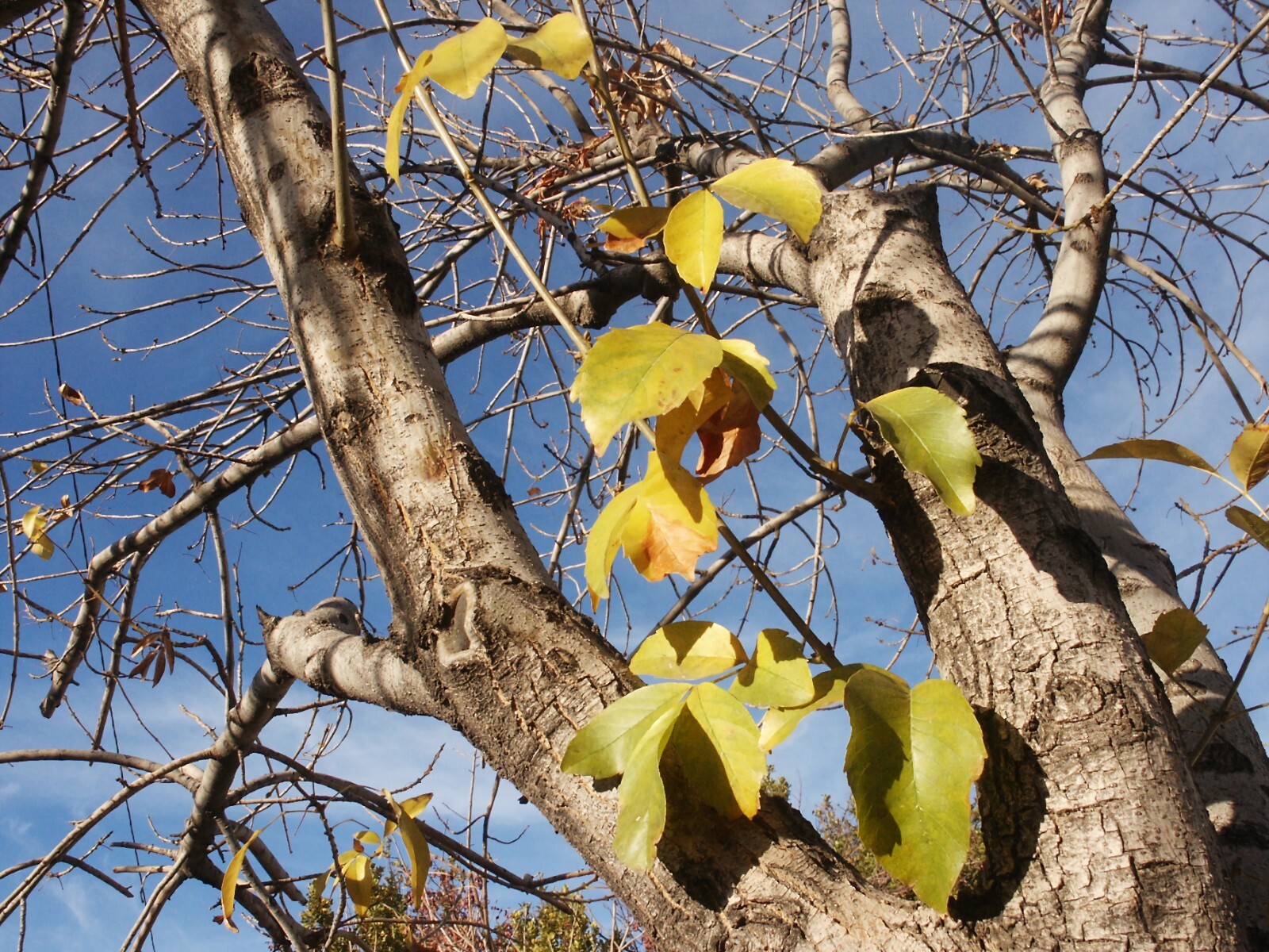 Golden Sun Soaked Leaves, Beautiful Tree Background, Digital Photograph