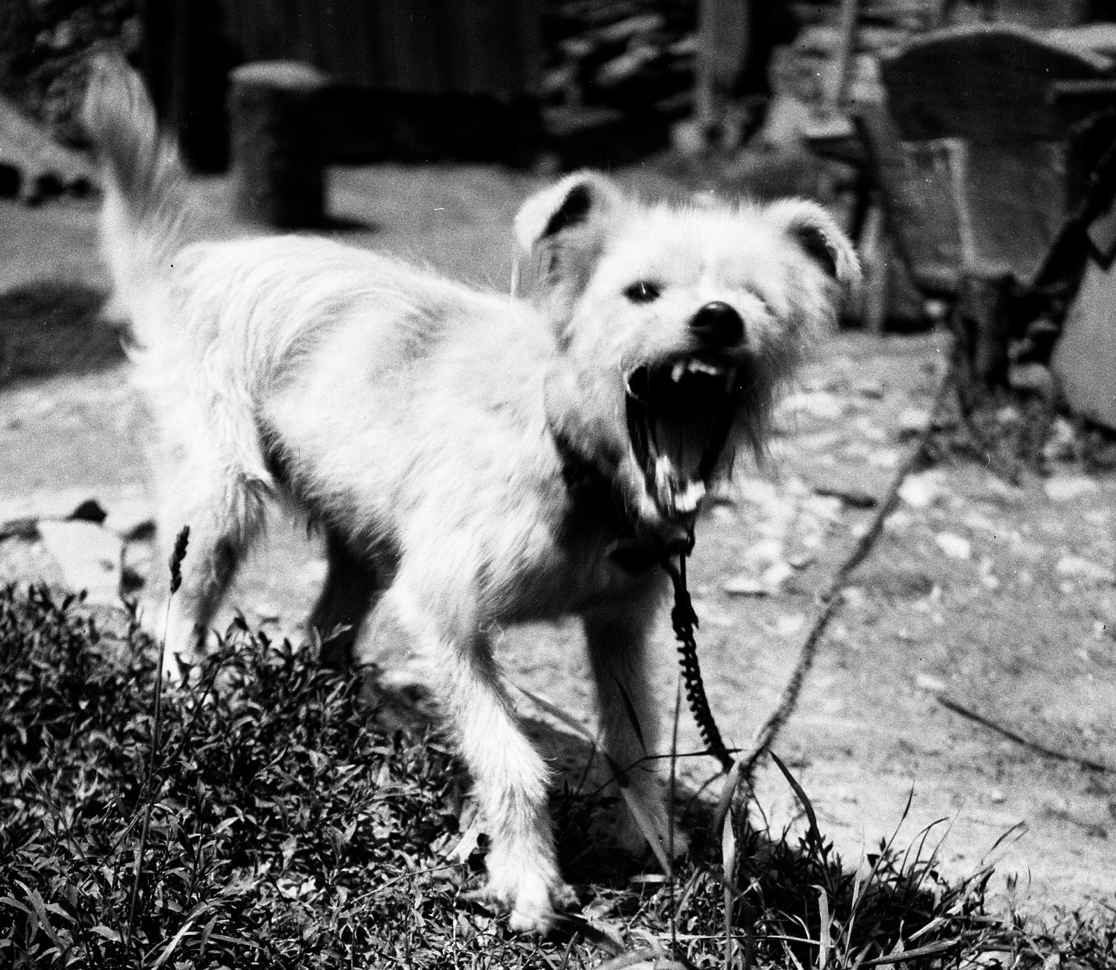 “Bellender Hund”, angry DOG by Eduard PEZDIKA, Vienna, vintage fine art negative
