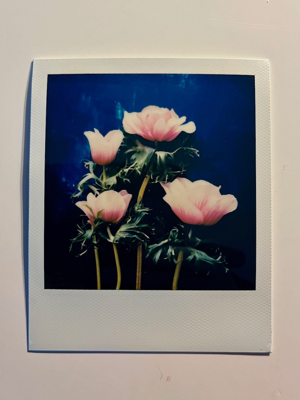 1 x Polaroid, Unique, Flowers, Photo, Photography, Instant Photo, Art, Art, SX 70