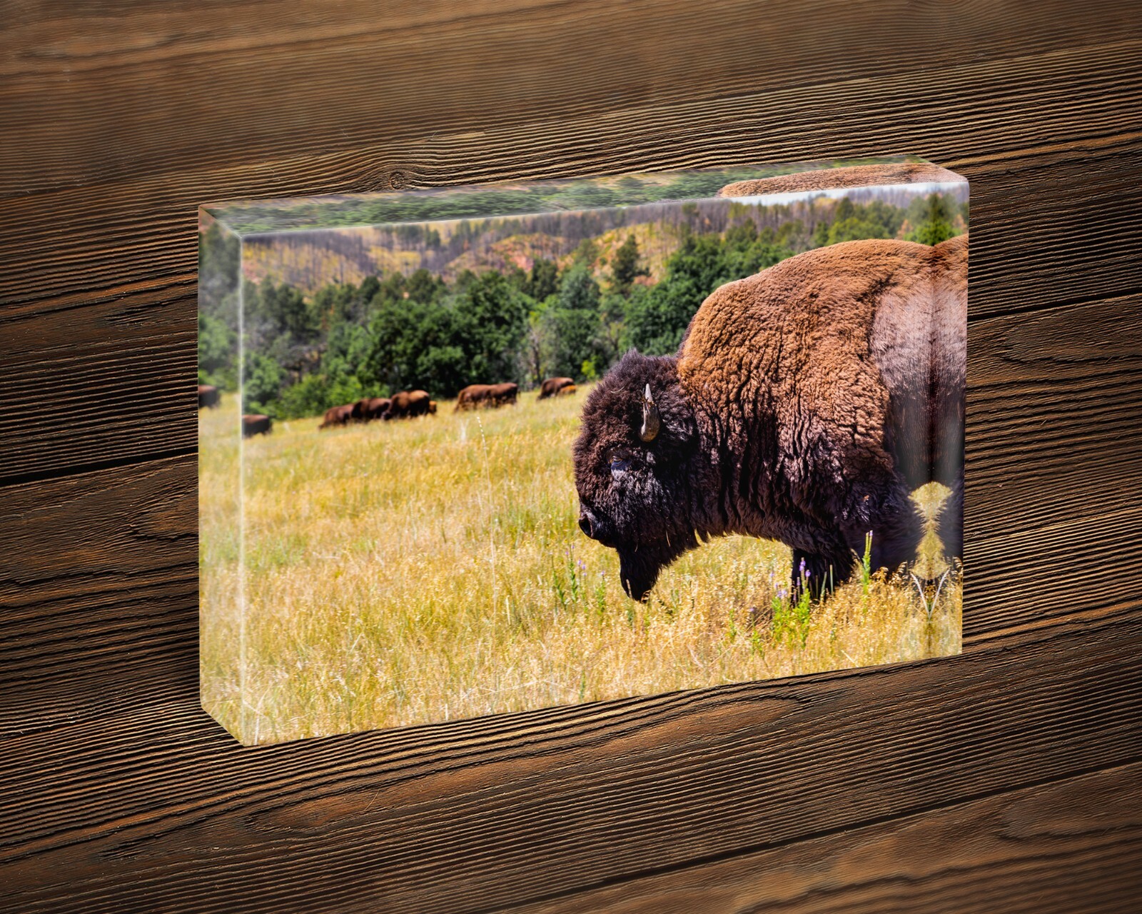 Buffalo photography wall art hanging photo nature pictures western home decor