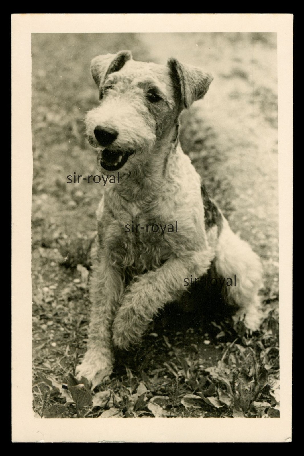 Cute Fox Terrier Dog in Portrait – Photo 9x14cm