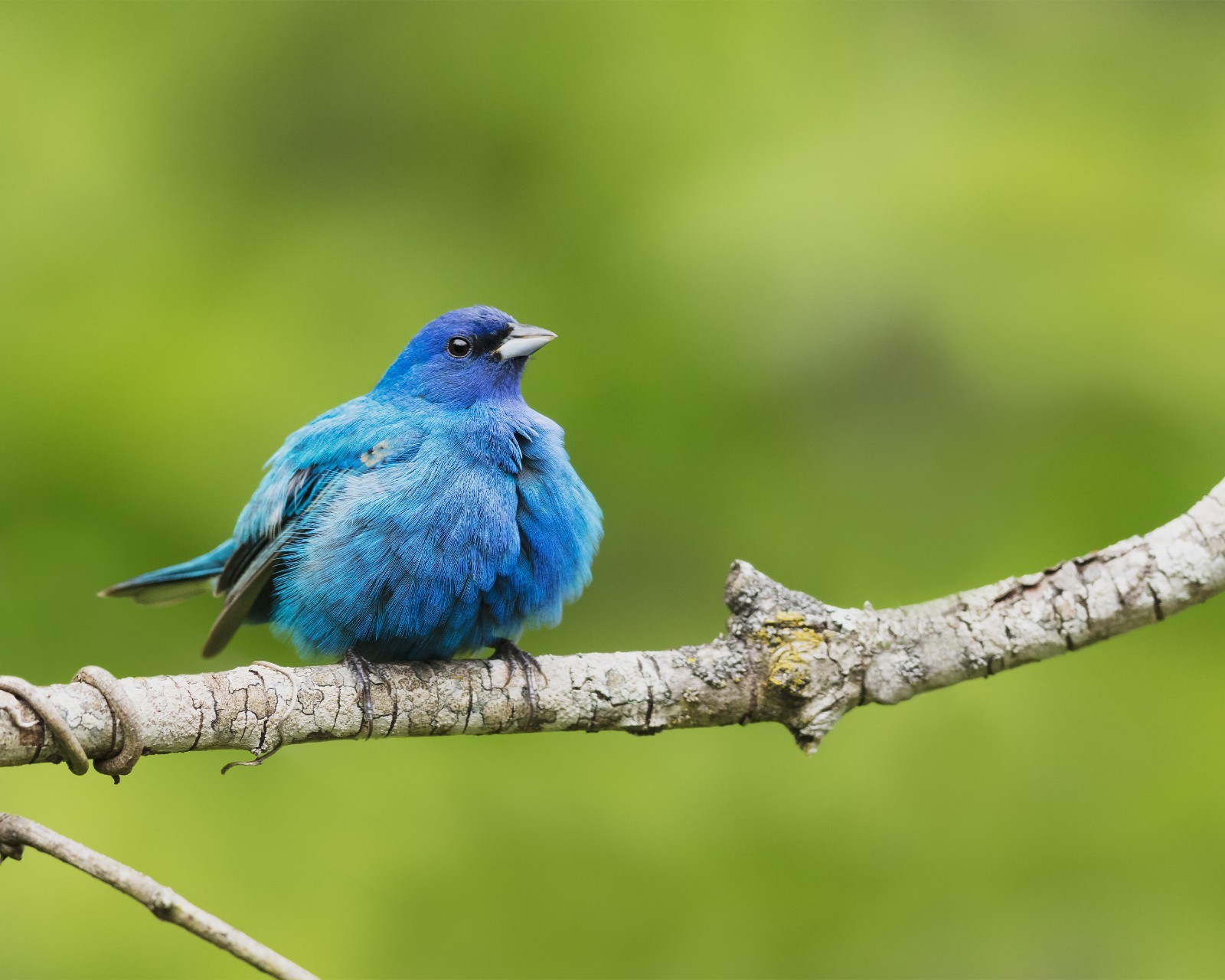 Indigo Bunting Bird 8×10 8″x10″ Photograph Print