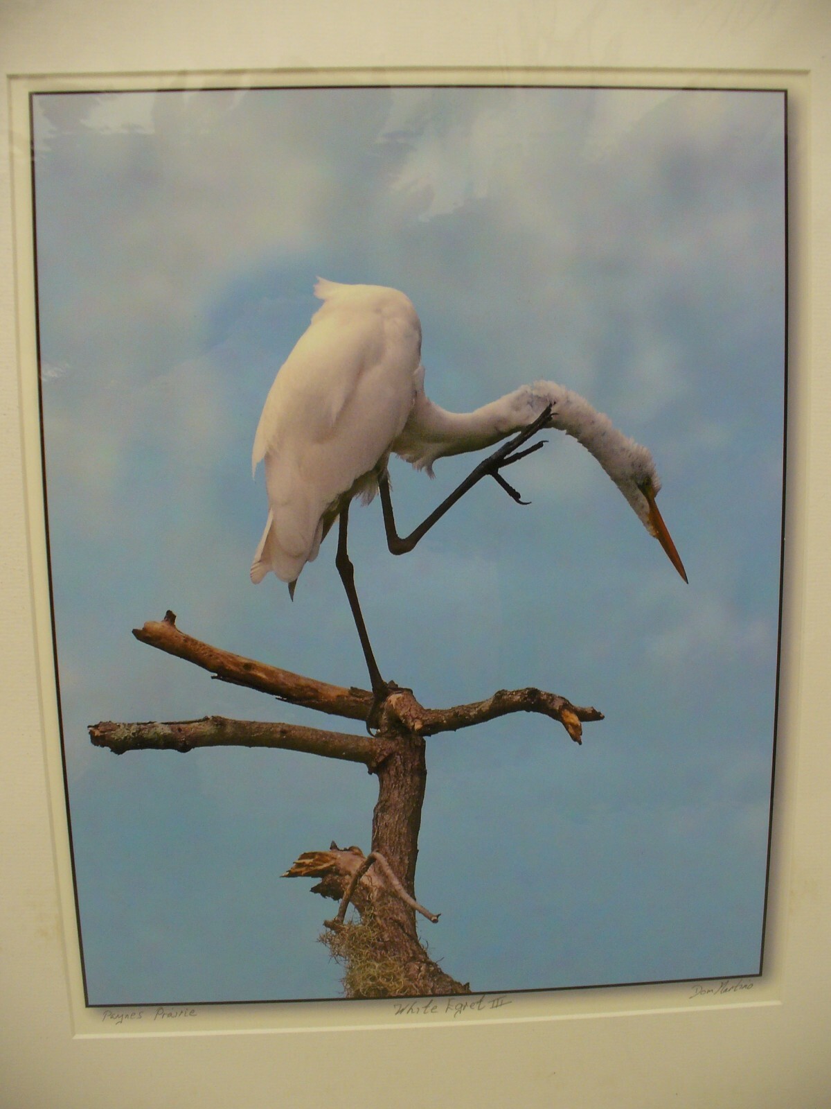MATTED PHOTOGRAPHY Paynes Prairie White Egret 3 16×20 Dominick Martino