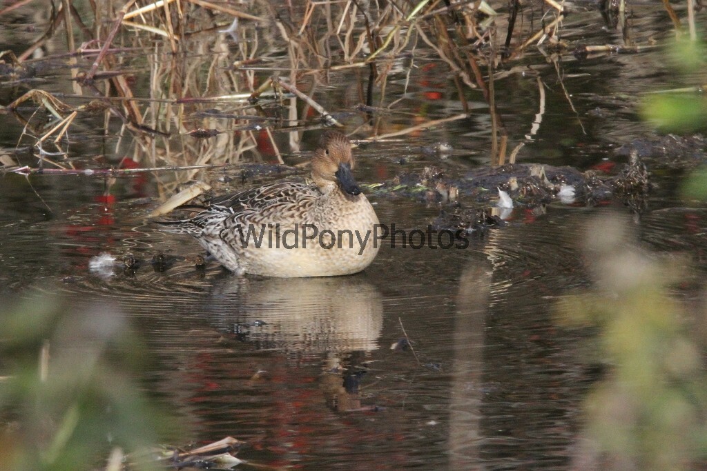 Pintails Photo 1, Pick One Image – Various Sizes