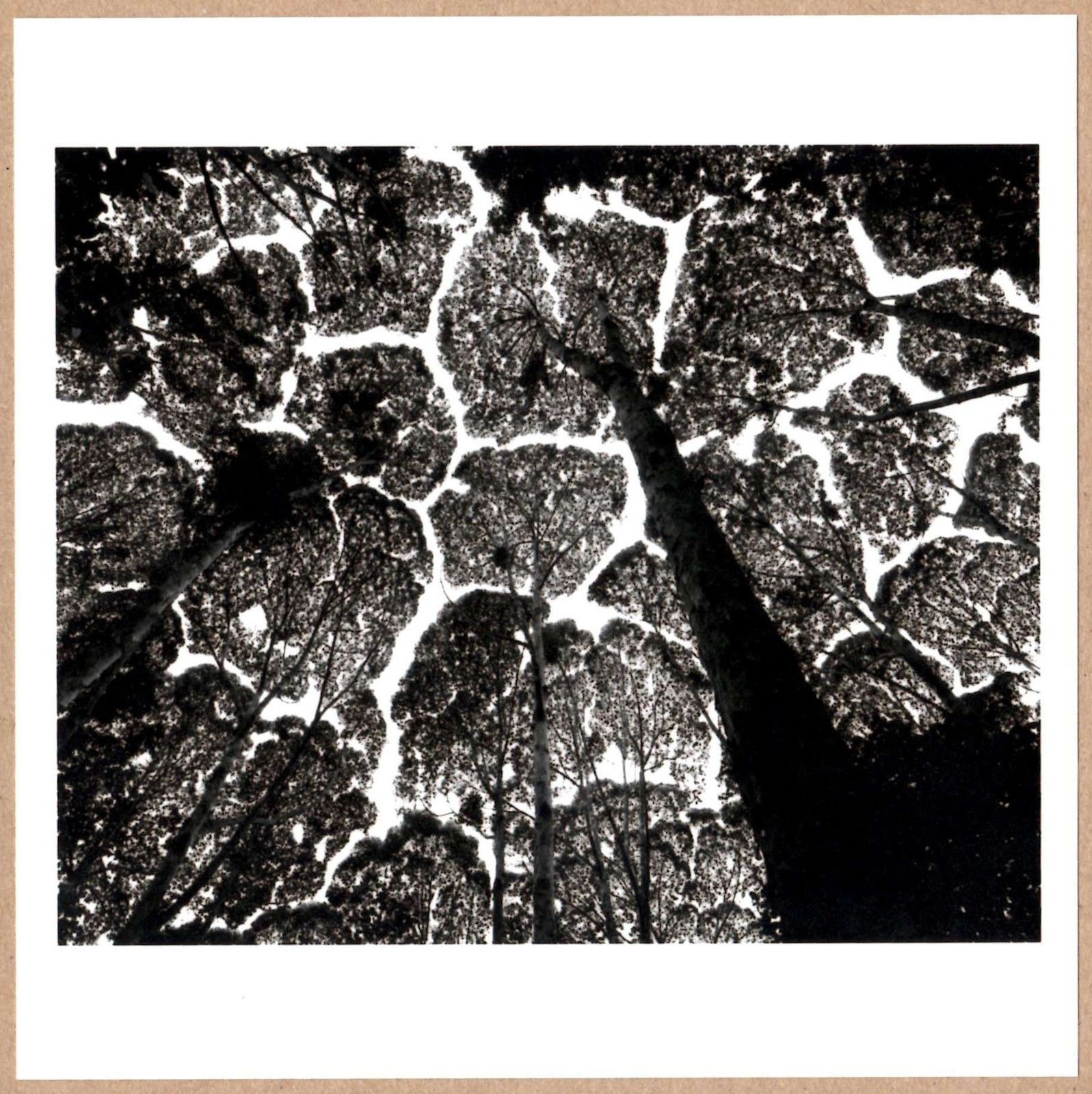 SIGNED STUART FRANKLIN KEPONG FOREST CANOPY MALAYSIA 1996 RARE 2014 LTD 6 x 6