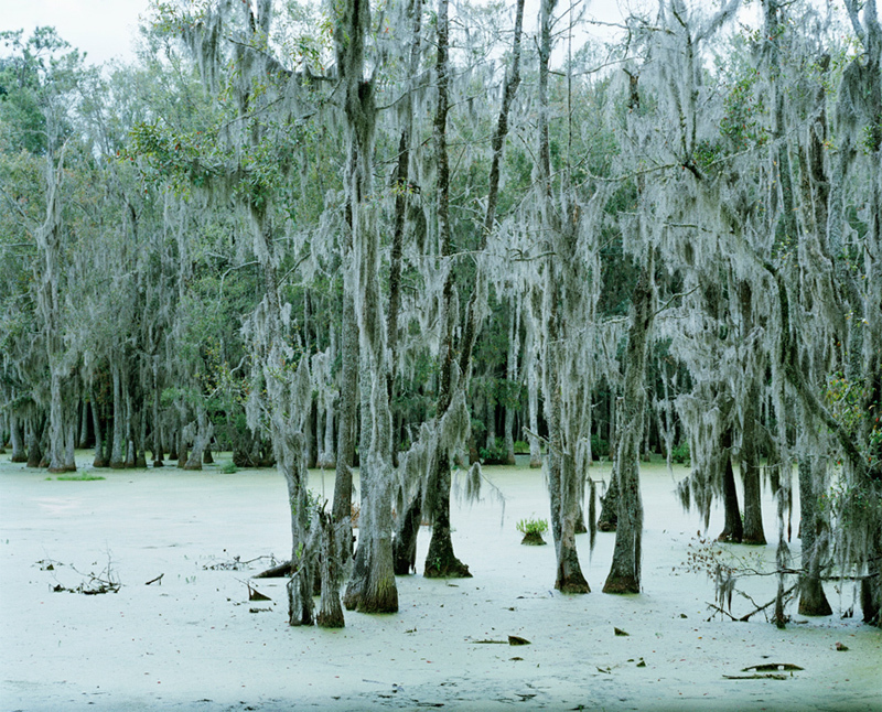 DORTHE ALSTRUP ‘Untitled, Swamp #2’, 2003 SIGNED Photograph #199/200 Ltd Ed NEW!