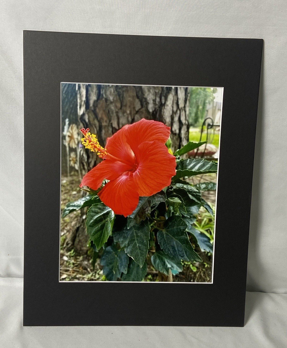Red Hibiscus Flower 11 x 14″ Color Photo Print w/ Matting