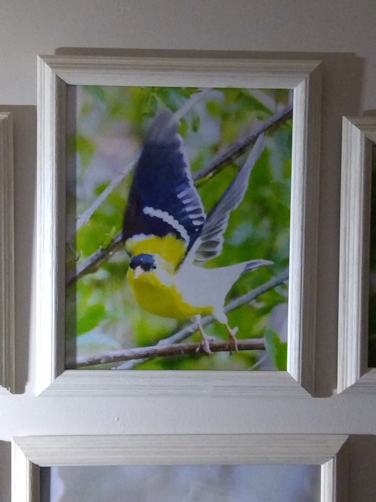 Magnificent Flying Bird Portraits. One Of A Kind Anywhere In The World.