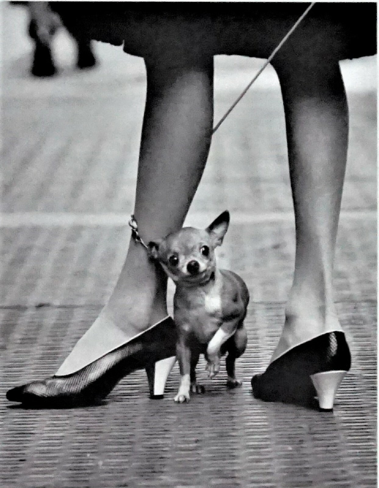 Yale Joel “The LIFE Picture Collection” Chihuahua and Pappagallo Shoes, 1961 COA