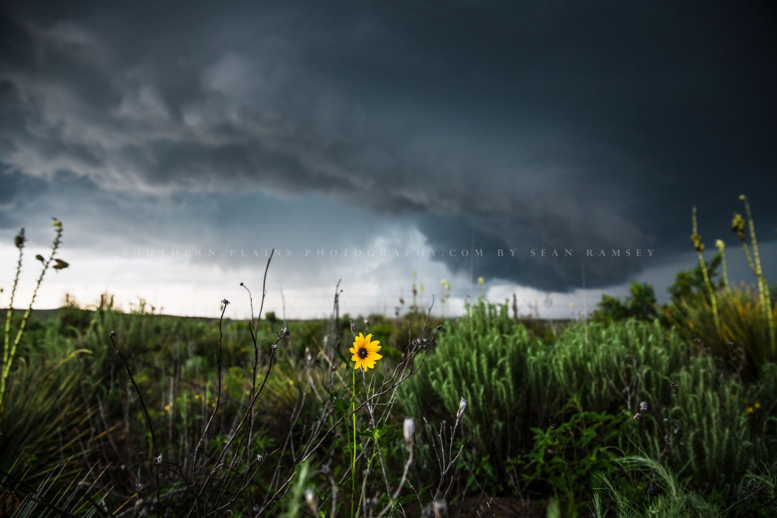 Sunflower Photography Print Storm Picture Texas Photo Nature Decor