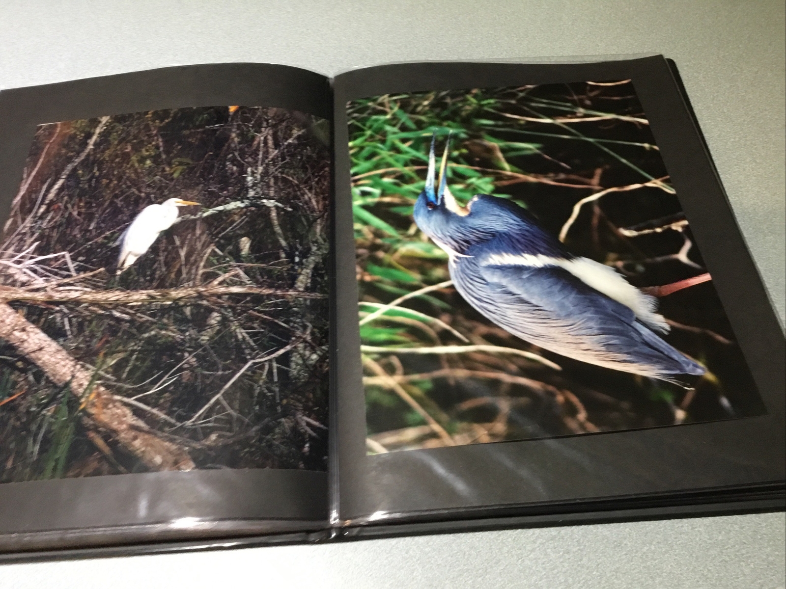 PORTAFOLIO EVERGLADES Wildlife Nature Original 32 Photos in FUJIFCOLOR PAPER