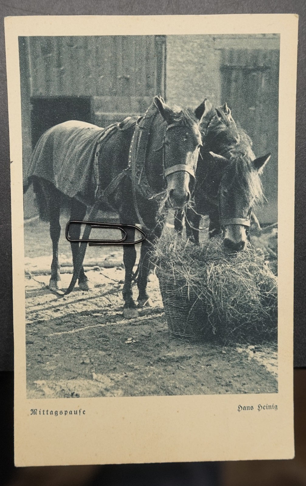Photo Postcard Pet Good Friends Horse Lunch Break Hans Heinig Old Harness