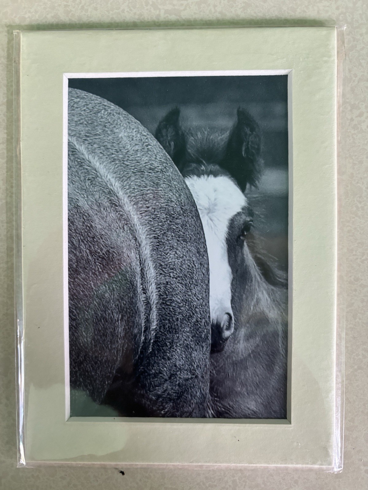 Original Photo Of Colt (Horse), 2014, By Horse Photographer Helen Peppe