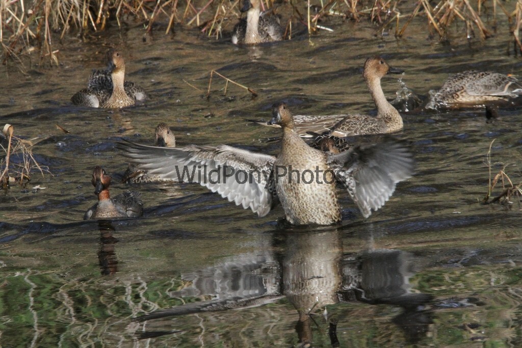 Pintails Photo 1, Pick One Image – Various Sizes