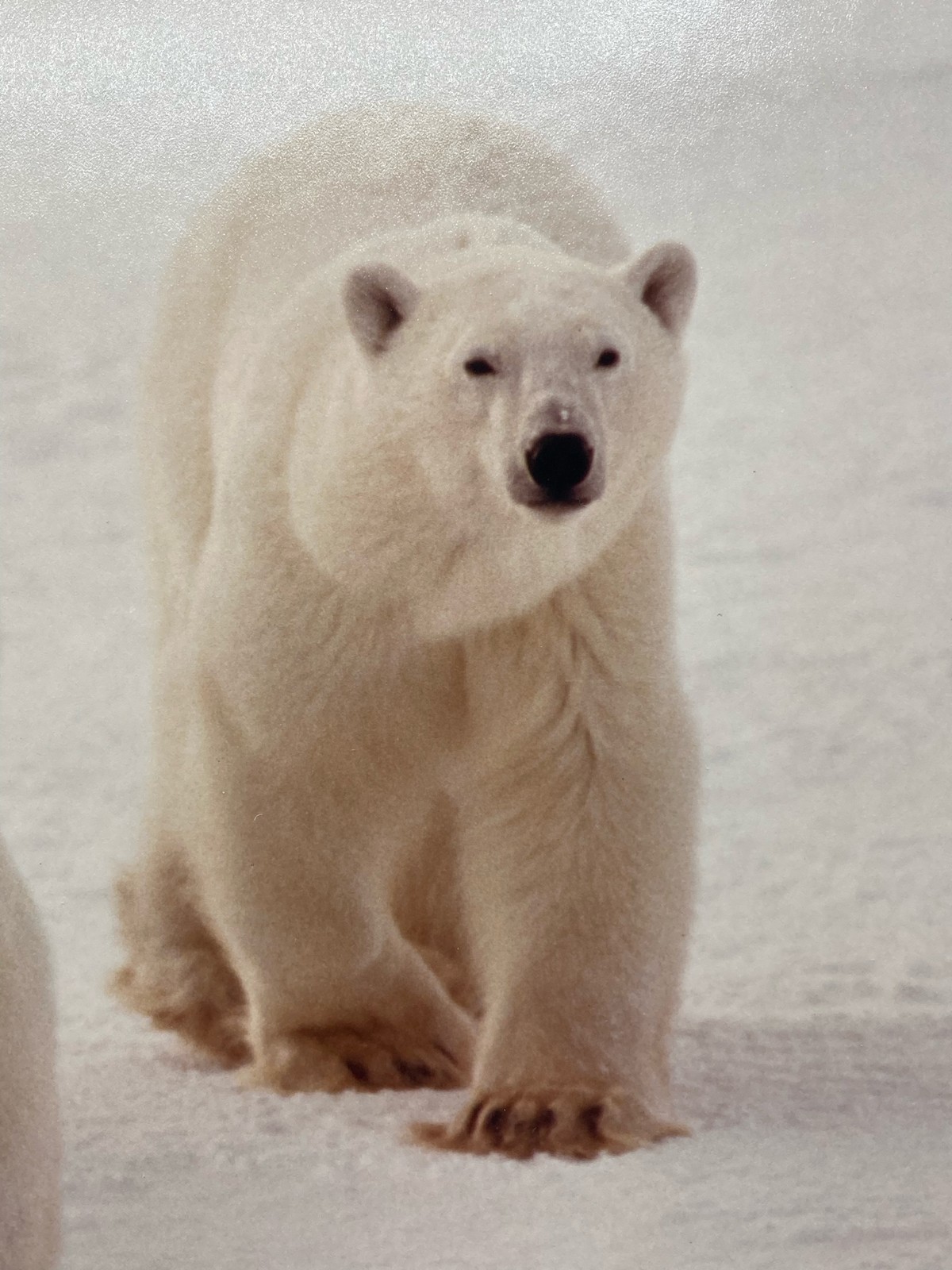 James T Jones Signed Polar Bears Photo, Matted