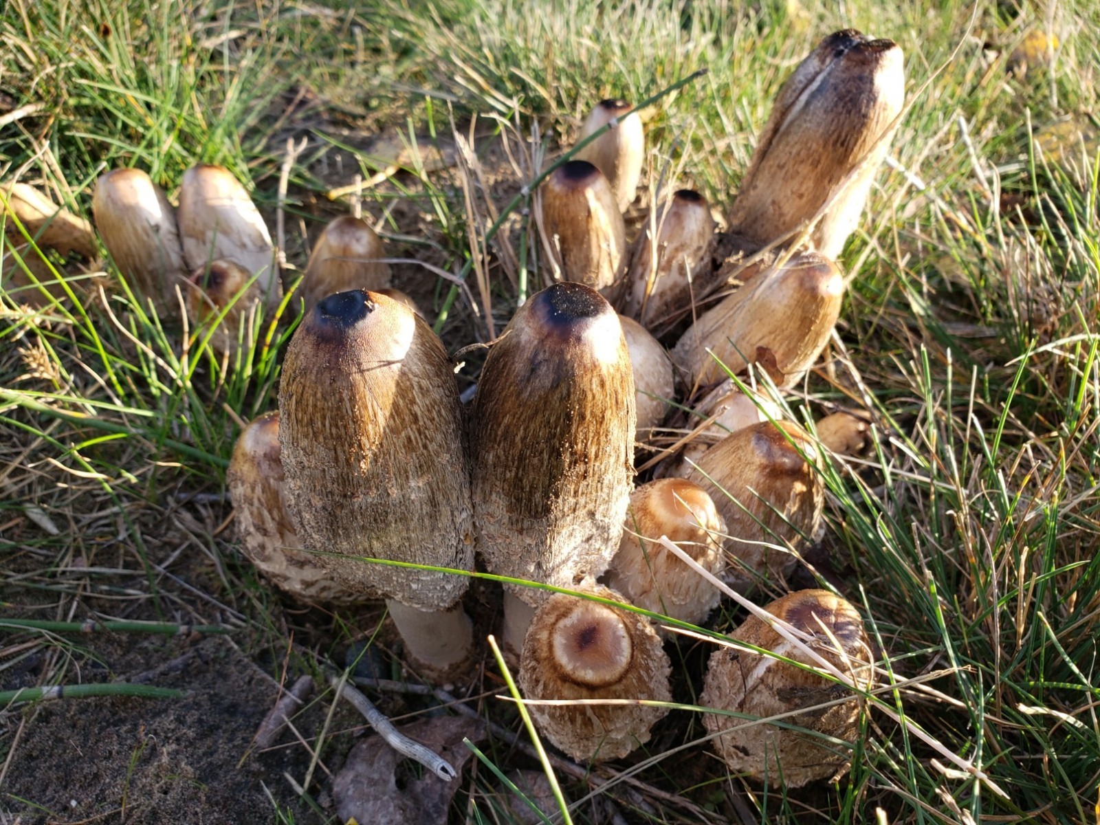 Mushrooms Digital Photo, Desktop Wallpaper, Cellphone Wallpaper