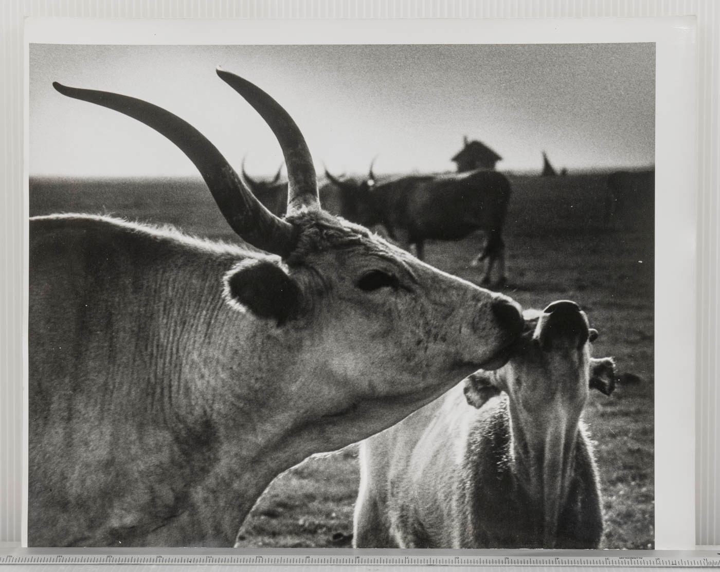 Black & White Art Photograph Hungarian Cows Cattle Farm Animal Rural Scene