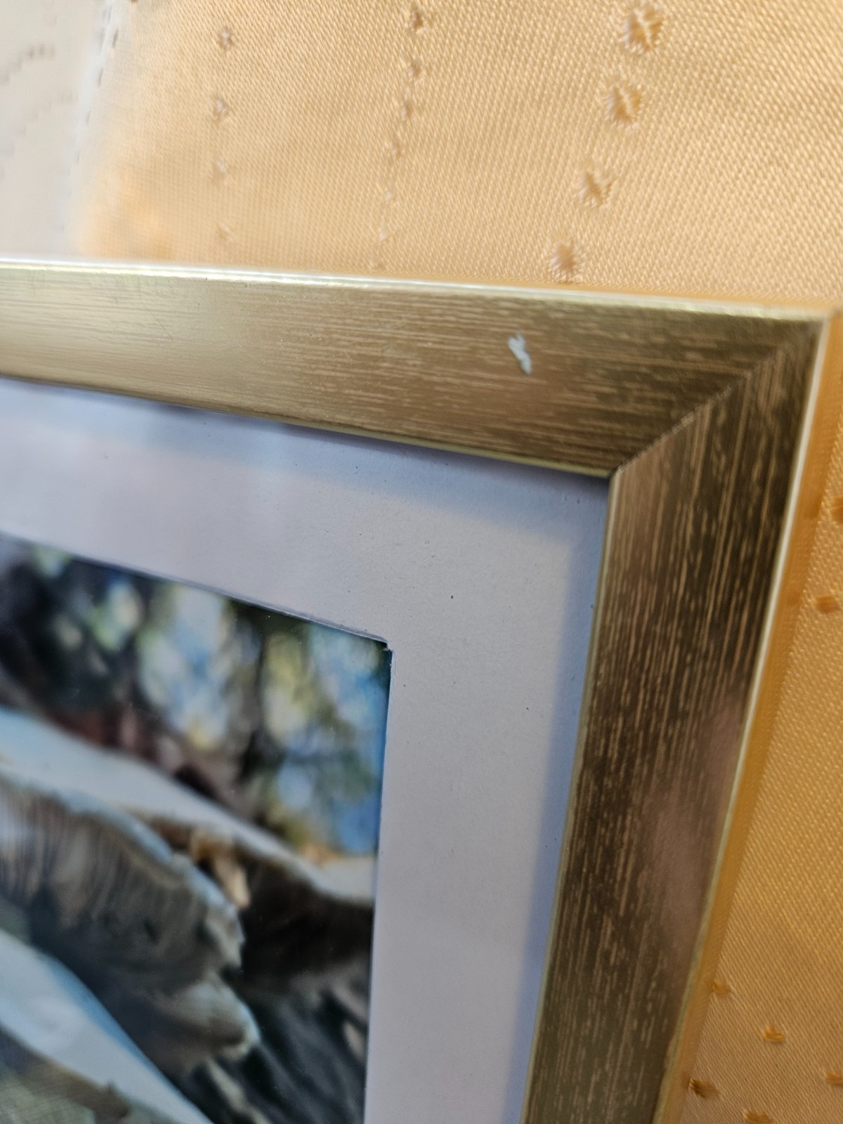 Woodland Forest Mushrooms Photo by Audra Deane 5×7 Framed Original Nature Art