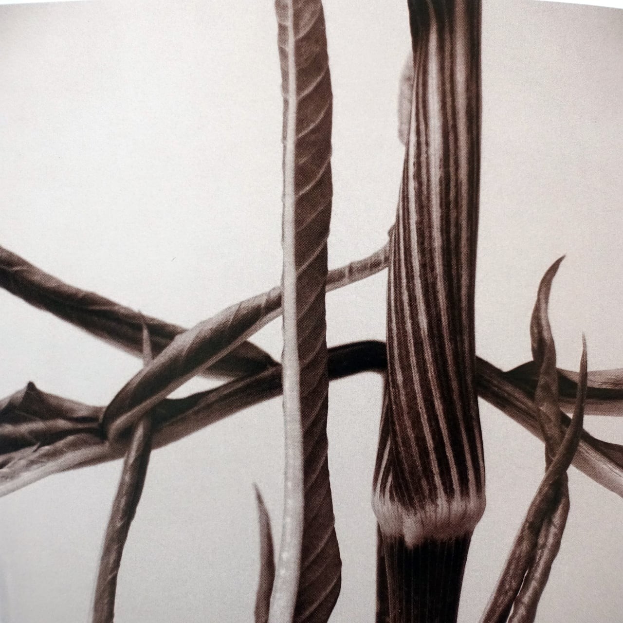 RON VAN DONGEN: One Picture Book Ltd Ed SIGNED w Photo ‘Arisaema Angustatum’ NEW