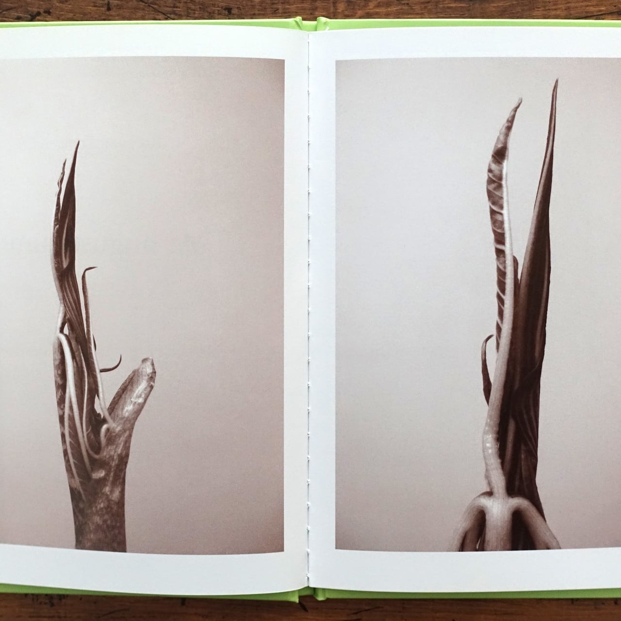 RON VAN DONGEN: One Picture Book Ltd Ed SIGNED w Photo ‘Arisaema Angustatum’ NEW