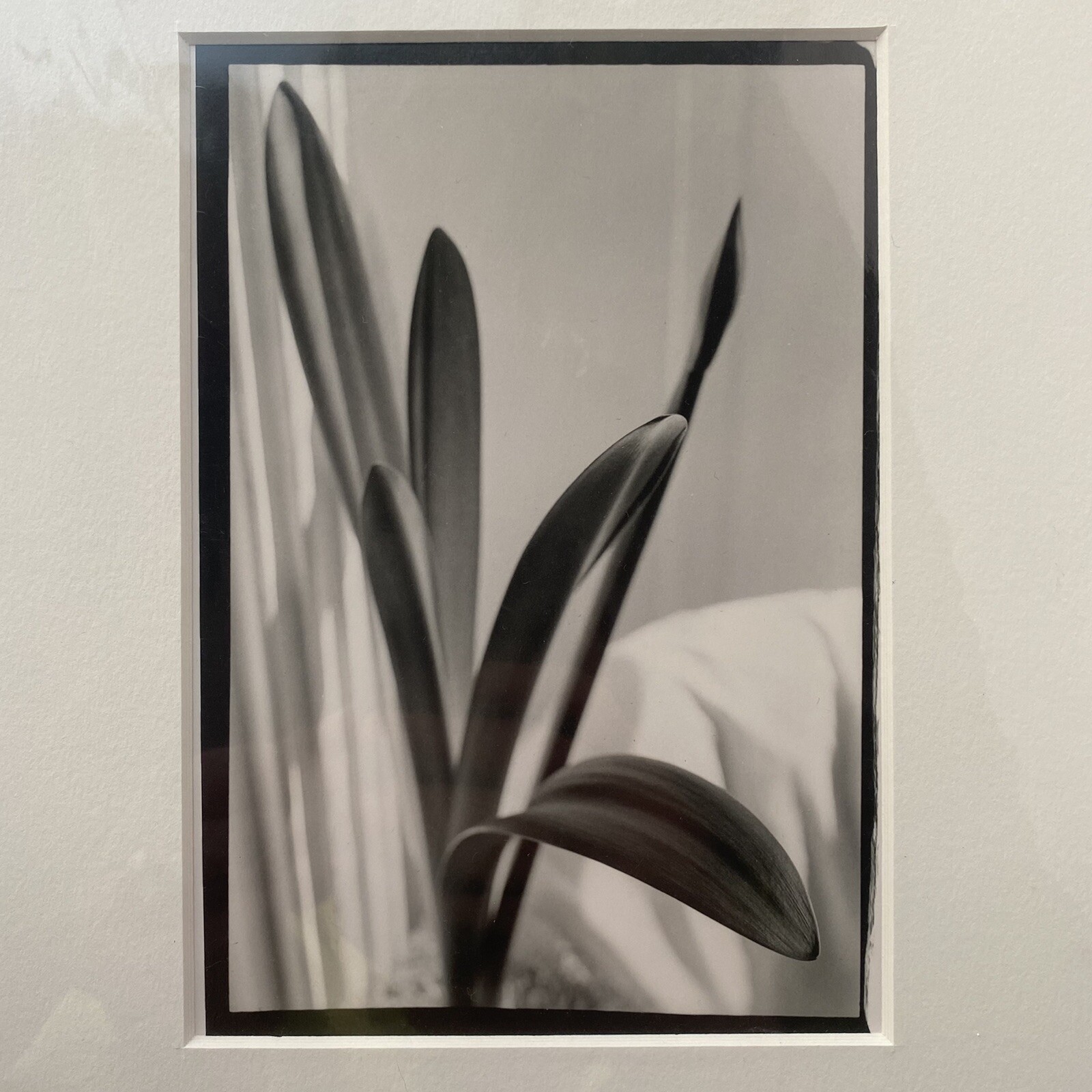 Black & White Floral Linear Contrast Sunlight Still Life Matted Print 8″x10″