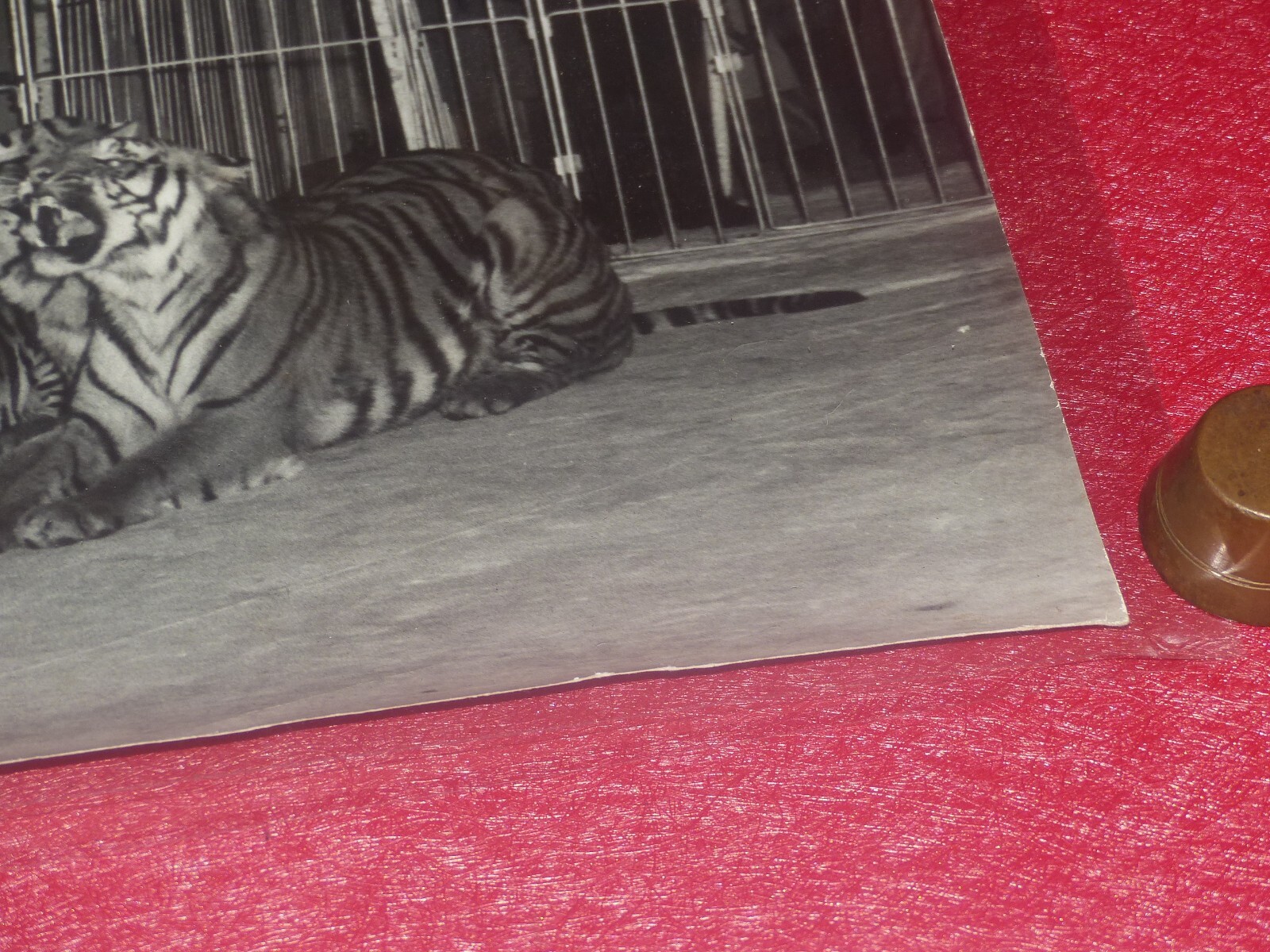 [CIRCUS] LARGE VINTAGE PHOTO / THE TIGER Tamer Ca 1970 40 X 30 Cm