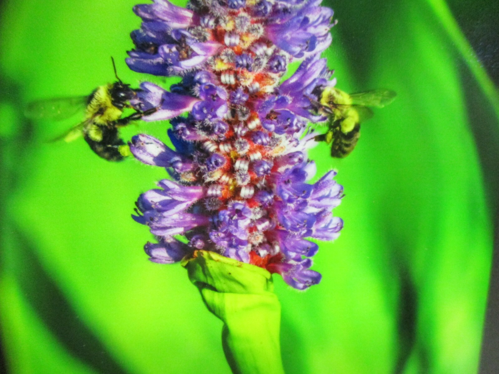 Signed Nature Purple Flower w/ Bees Photo on Dura Plaq by Doug Blunt 8×10 (A14)